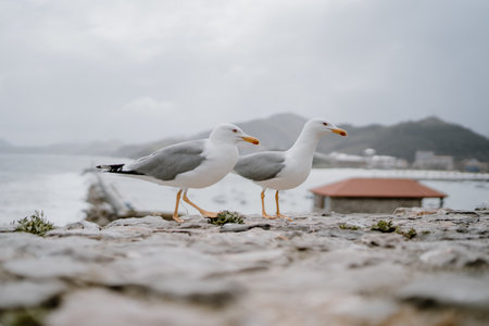 Two seagulls by the sea with high rocky mountains in the blurred backgroundの写真素材