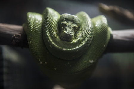 A selective focus shot of a feisty green snakeの写真素材