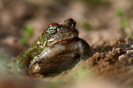 A closeup of a Running toad (Epidalea calamita), Mediterranean fauna, Spain.の写真素材