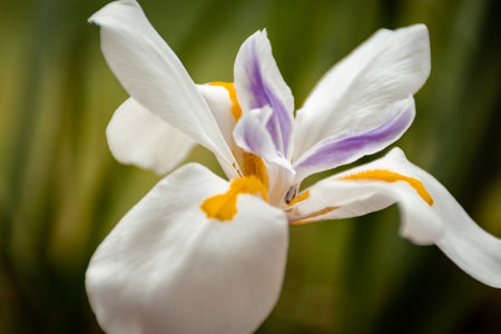 A closeup shot of a white iris flower under the sunlightの写真素材