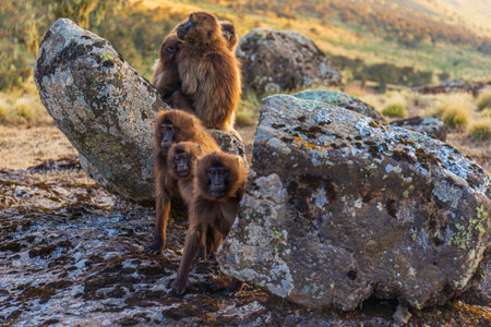A closeup shot of monkeys group in Simien Mountains National Park, Ethiopiaの写真素材