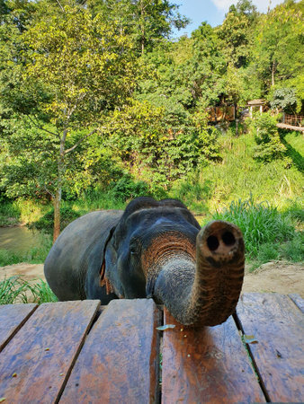 A vertical shot of the trunk of a cute elephant standing behind the wooden planks in the reserveの写真素材