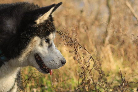 A shallow focus closeup shot of a Siberian Husky dog covered with dust and dirt with its tongue out near dry plantsの写真素材