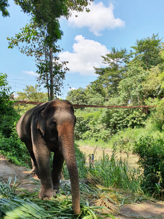A vertical shot of a cute elephant walking in the reserveの写真素材