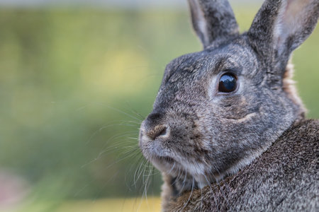A closeup of a cute grey domestic rabbit in a field under the sunlight with a blurry background