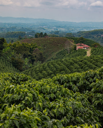 A vertical aerial shot of a green field with bushes and trees - perfect for mobileの写真素材