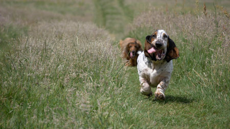 A horizontal shot of an excited English setter running towards the camera in a green fieldの写真素材