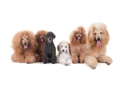 six beautiful domestic dogs sitting on a white surface and looking at the cameraの写真素材