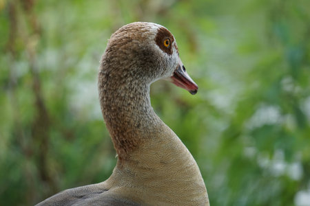 A selective focus shot of a duck on blurred background