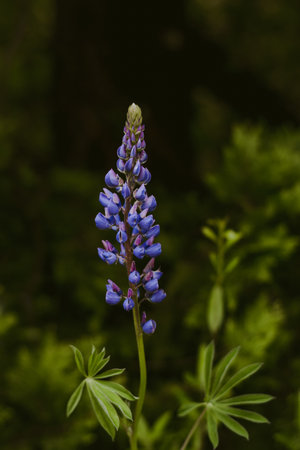 A vertical closeup of a purple fern leaf lavender in a forestの写真素材