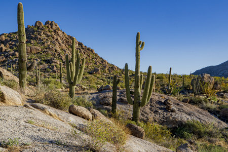 A field with beautiful cactus plants and bushes surrounded by rocky hillsの写真素材