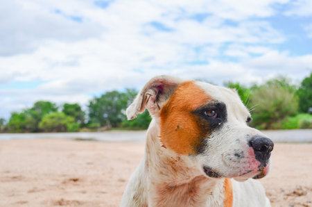 A selective focus shot of an American Staffordshire Terrier on nature backgroundの写真素材