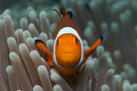 A closeup shot of an anemonefish swimming in the ocean near coral reefsの写真素材