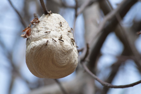 A closeup shot of a hornet nest with blurred backgroundの写真素材