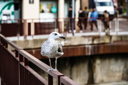 A closeup shot of a gull sitting on a metal railing in a city during daylightの写真素材