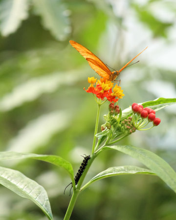 A vertical shallow focus shot of a julia butterfly feeding on small red flowers and a black caterpillar climbing the stemの写真素材