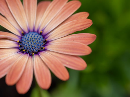 A closeup shot of a pink and purple daisy with water droplet