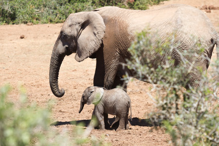 A beautiful shot of a large elephant and a baby elephant walking in a dry fieldの写真素材