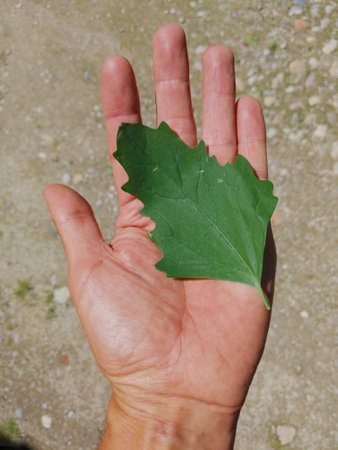 Chenopodium album big leaf in human hand, is an edible fast-growing weedy annual plant