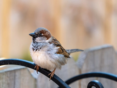 A closeup shot of a brown finch wildlife bird perched on a wooden fenceの写真素材
