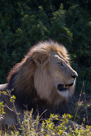 A vertical shot of a lion on a forest background under the sunlightの写真素材