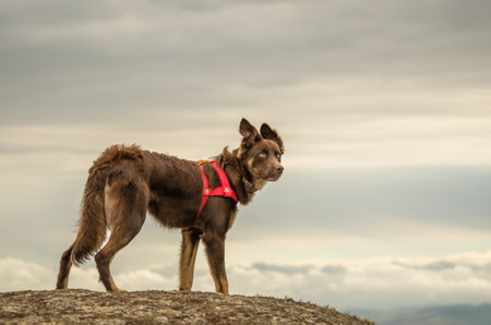 A closeup shot of a brown dog standing on top of the hill under a cloudy sky