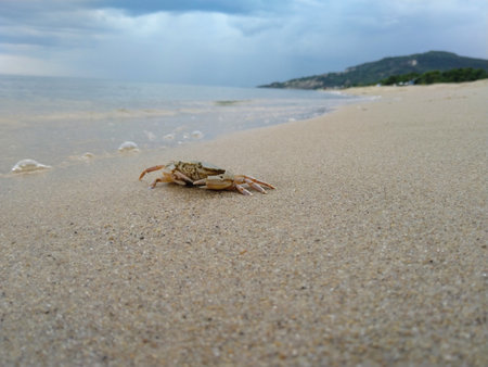 A closeup shot of a crab walking on the seashore on a cloudy afternoonの写真素材