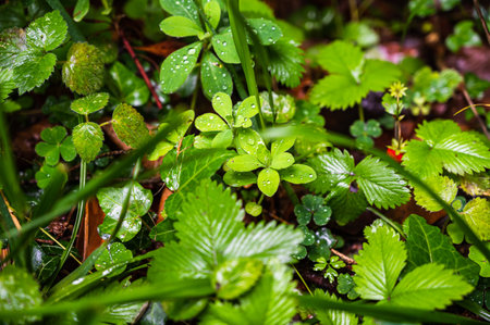 A closeup shot of alpine strawberry leaves with water drops after rain