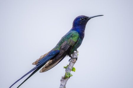 A beautiful closeup shot of a colorful swallow-tailed hummingbird on a branchの写真素材
