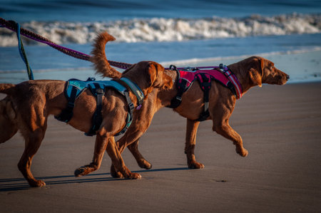 Two brown dogs walking on the sandy beach