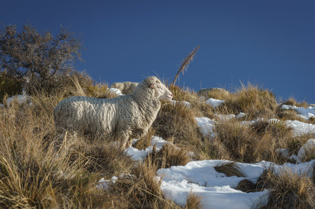A Merino sheep on the snowy ground in New Zealandの写真素材