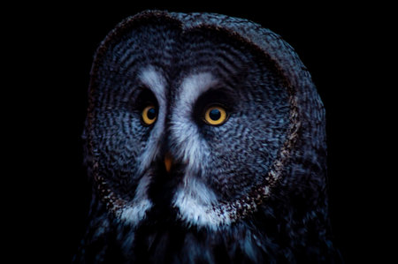 A macro shot of a great grey owl in front of a black backgroundの写真素材