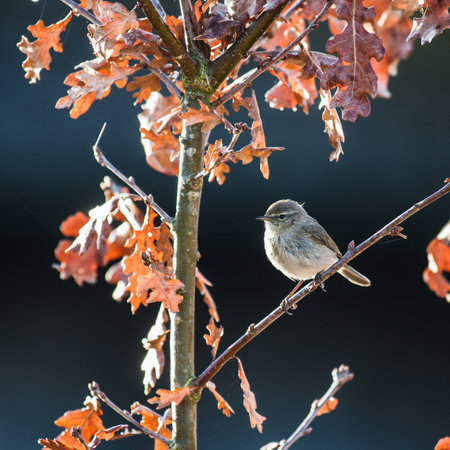 A closeup shot of a sparrow perched on a tree branch with a blurred background