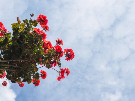 A low angle shot of beautiful red flowers captured under the clouds in the skyの写真素材