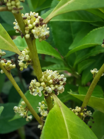 A vertical sot of a herbal plant of Gymnema Sylvestre with flowersの写真素材
