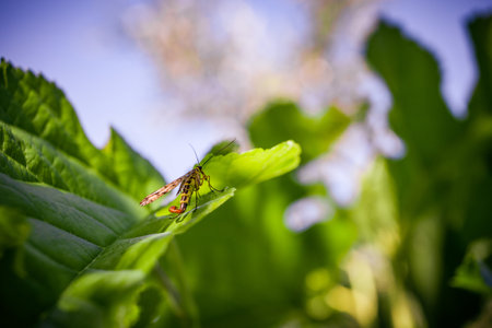 A macro shot of a winged insect sitting on a green leaf