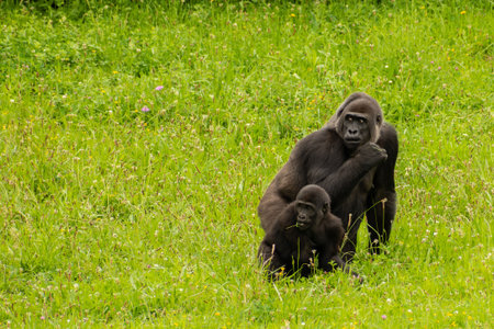 The Celebes crested macaque and cub in the fieldsの写真素材