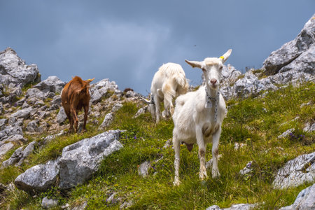 A closeup shot of white and brown wild goats on the  mount of Aitzgorri in Gipuzkoaの写真素材