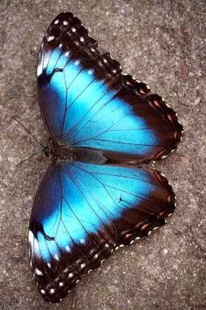An overhead closeup shot of a blue morpho butterfly with open wings on concrete
