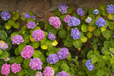 A beautiful shot of colorful hydrangea Serrata in the garden
