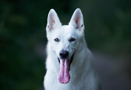 A selective focus shot of a white swiss shepherd dog sitting outdoors