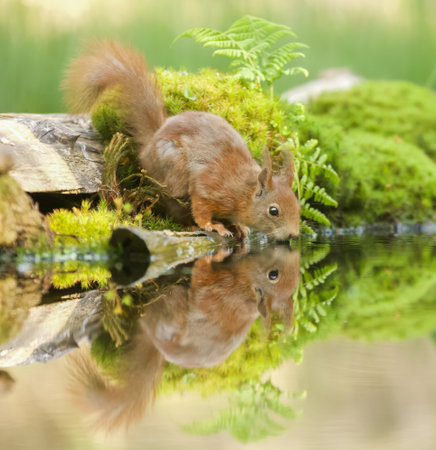 A closeup shot of a red squirrel near the water with its reflection visibleの写真素材