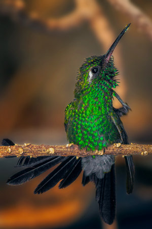 A vertical macro shallow focus shot of green crowned brilliant hummingbird perched on a slim branchの写真素材