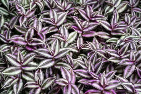 A closeup shot of many wandering jew plants growing in a fieldの写真素材