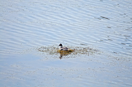 A high angle shot of a cute duck swimming in the