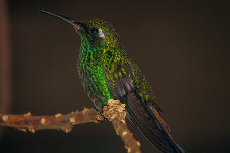 A macro closeup shallow focus shot of green crowned brilliant hummingbird perched on a slim branchの写真素材