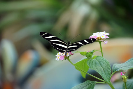A selective focus shot of a Zebra Longwing butterfly with open wings on a light pink flowerの写真素材