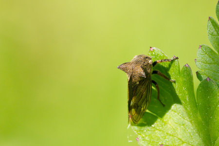 A macro closeup shot of a small treehopper insect sitting on a green leaf during a sunny day