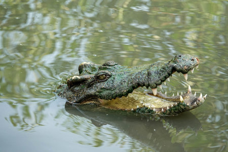 A closeup shot of the open mouth of a saltwater crocodile in Mekong Delta, Vietnamの写真素材