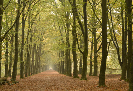 The fallen dry leaves in the park surrounded by many trees during autumnの写真素材